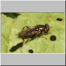 Chalcosyrphus nemorum - Kurze Langbauchschwebfliege m01.jpg